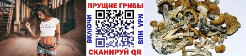 Галлюциногенные грибы MAGIC MUSHROOMS  ОМГ ОМГ онион  Ирбит 